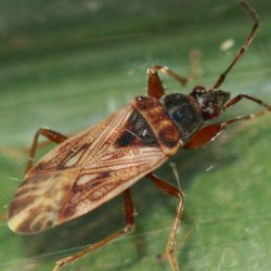 Pachybrachius fracticollis